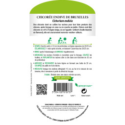 Chicorée Endive de Bruxelles- Les doigts  verts