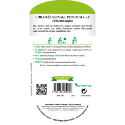 Sachet de graines Chicorée sauvage pain de sucre - Les Doigts Verts