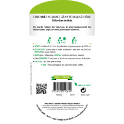 Sachet de graines Chicorée scarole géante maraîchère - Les Doigts Verts