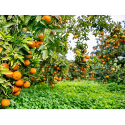 terreau spéciale agrumes DCM. 5L