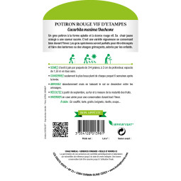 Sachet de graines Potiron rouge vif D'Etampes - Les Doigts Verts