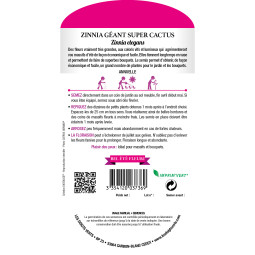 Semis Zinnia géant super cactus - Les Doigts Verts