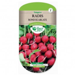 Sachet de graines Radis rond écarlate - Les Doigts Verts