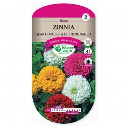 Sachet de graines Zinnia géant double à fleur de Dahlia - Les Doigts Verts