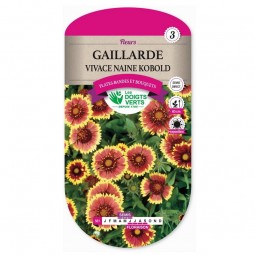 Semis Gaillarde vivace naine Kobold - Les Doigts Verts