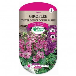 Semis Giroflée d'hiver de Nice double variée - Les Doigts Verts