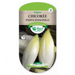 Sachet de graines Chicorée Endive Zoom Hyb.F1 - Les Doigts Verts