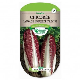 Sachet de graines de Chicorée sauvage rouge de Trévise - Les Doigts Verts