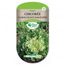 Sachet de graines Chicorée scarole géante maraîchère - Les Doigts Verts