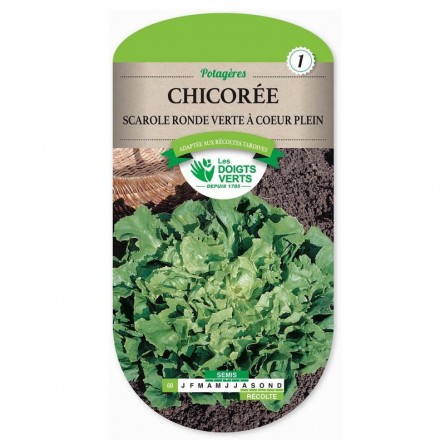 Sachet de graines Chicorée scarole ronde verte - Les Doigts Verts