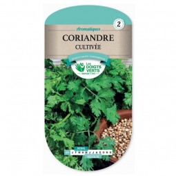 Sachet de graines coriandre cultivée - Les Doigts Verts