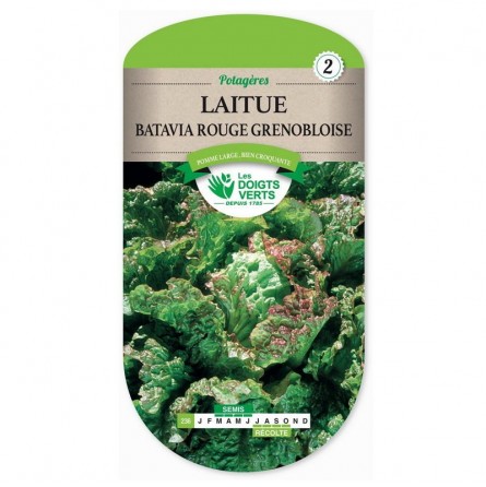 Sachet de graines Laitue Batavia rouge Grenobloise - Les Doigts Verts