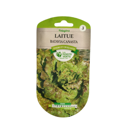 Sachet de graines Laitue Batavia Canasta - Les Doigts Verts